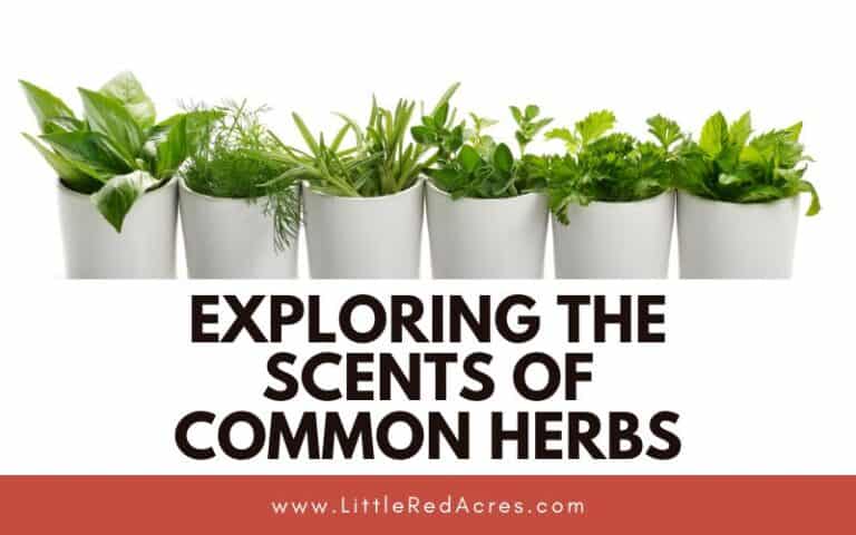Exploring the Scents of Common Herbs
