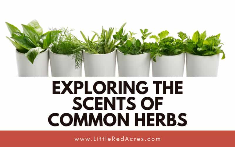 white pots of hers with Exploring the Scents of Common Herbs text overlay
