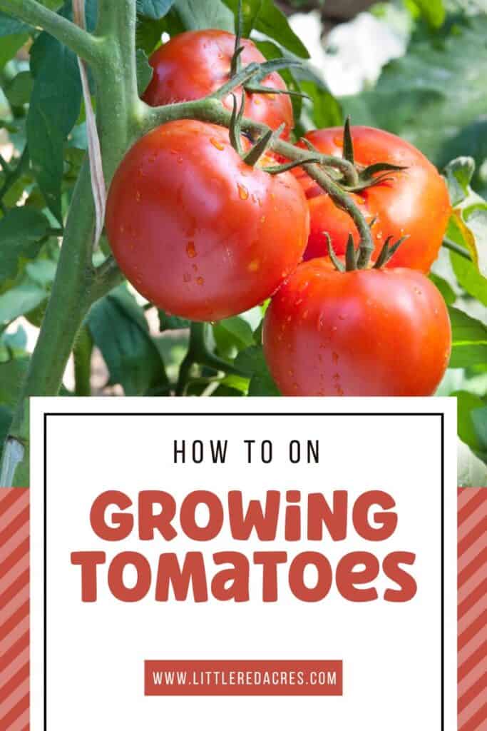 four tomatoes on plant with Growing Tomatoes text overlay