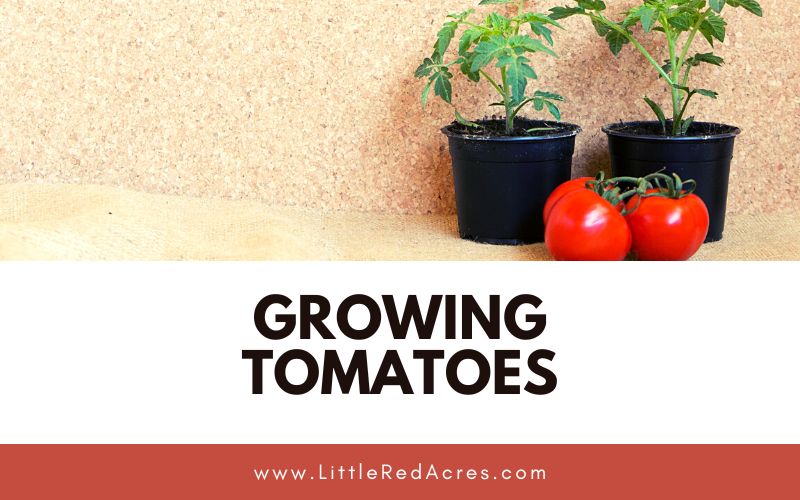 two tomato plants on counter with two tomatoes with Growing Tomatoes text overlay