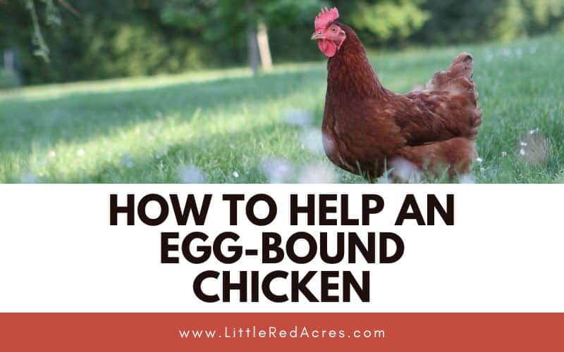 chicken in yard with Help An Egg-Bound Chicken text overlay