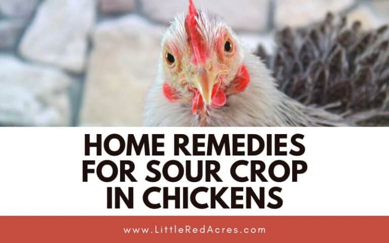 Home Remedies for Sour Crop in Chickens