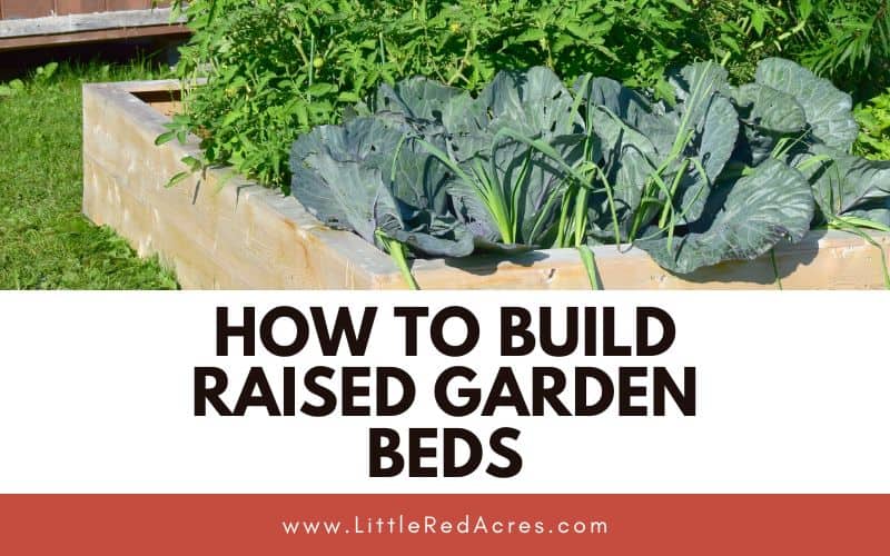 raised garden bed with plants growing with how to Build Raised Garden Beds text overlay