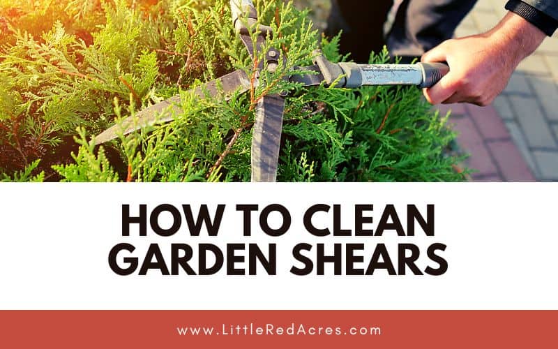 using shears to cut bush with How to Clean Garden Shears text overlay