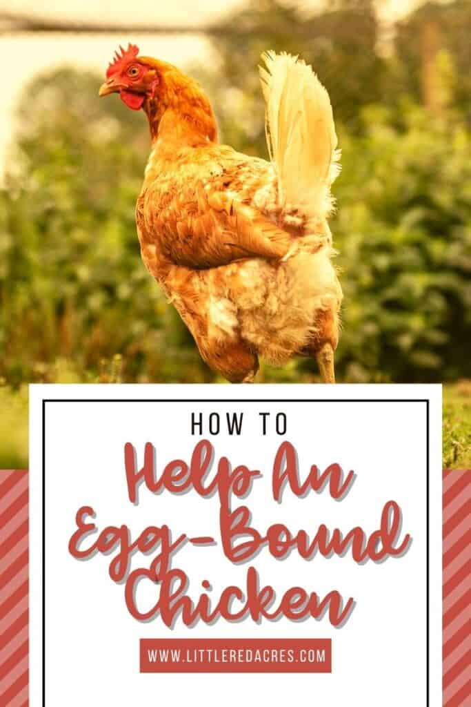 chicken in yard with Help An Egg-Bound Chicken text overlay