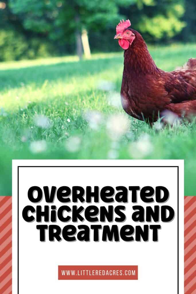 chicken in grass with Overheated Chickens and Treatment text overlay