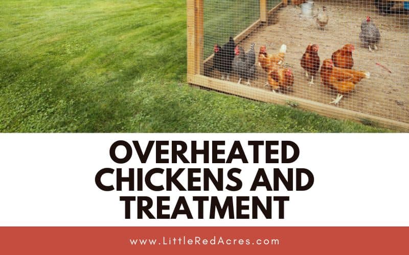 chickens in coop with Overheated Chickens and Treatment text overlay