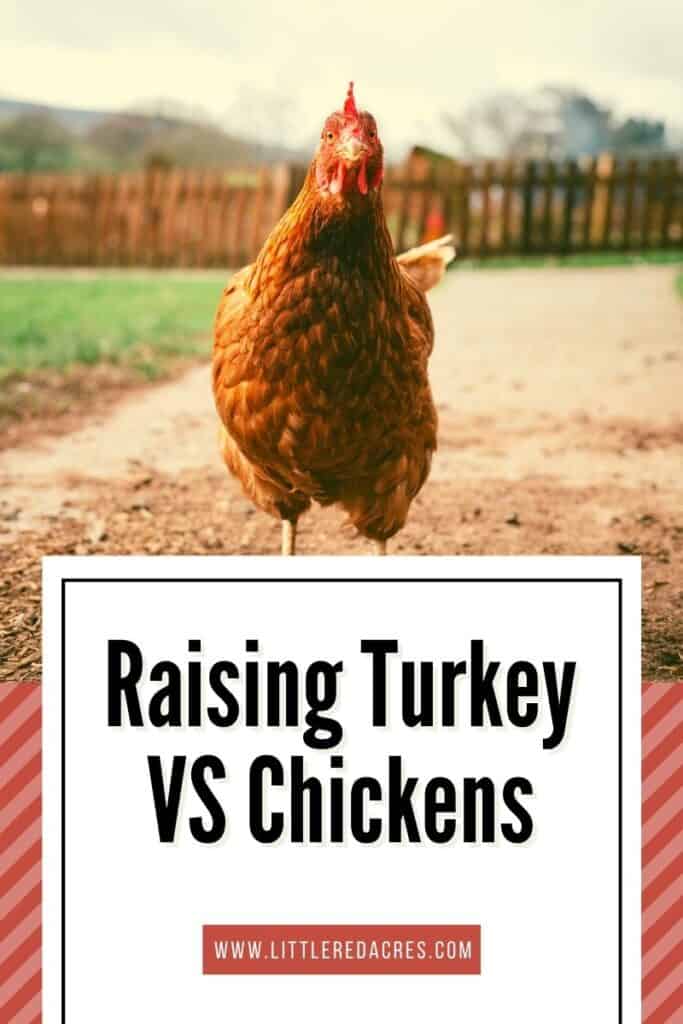 chicken in yard with Raising Turkey VS Chickens text overlay
