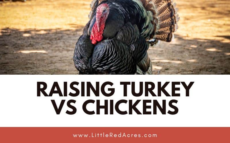 turkey in yard with Raising Turkey VS Chickens text overlay
