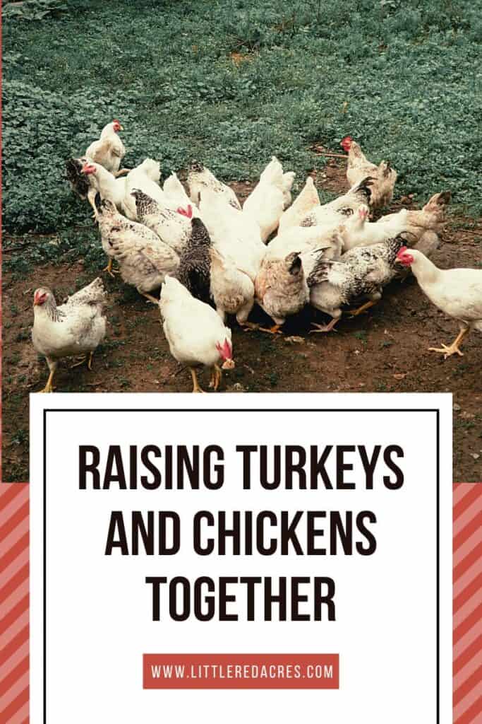 chickens in yard with Raising Turkeys and Chickens Together text overlay