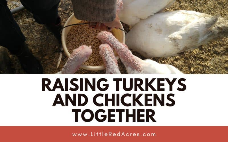 turkeys eating out of a bucket of feed with Raising Turkeys and Chickens Together text overlay