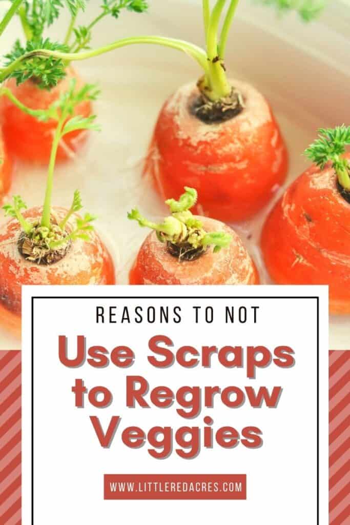 carrot tops in water with Reasons to Not Use Scraps to Regrow Veggies text overlay