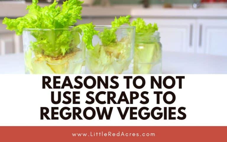 Reasons to Not Use Scraps to Regrow Veggies