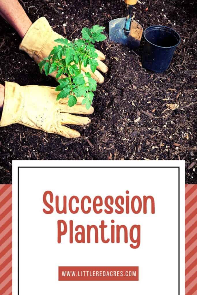 Gardening with Succession Planting text overlay