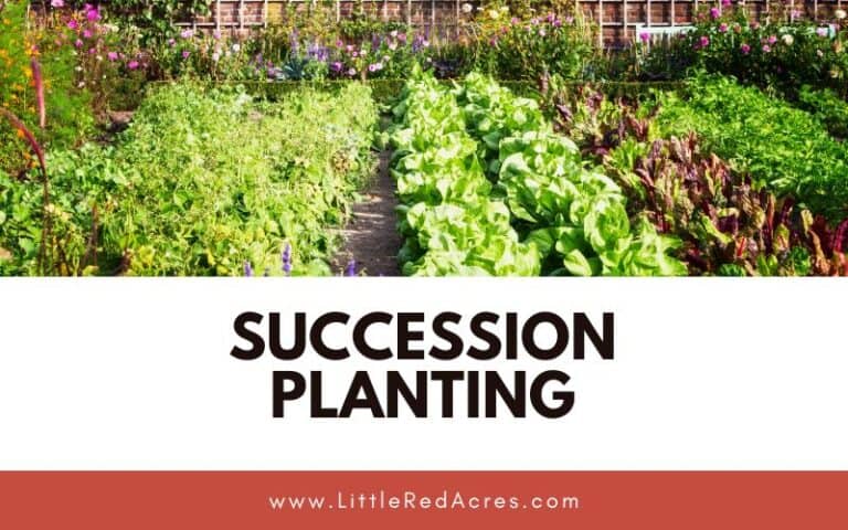 Succession Planting