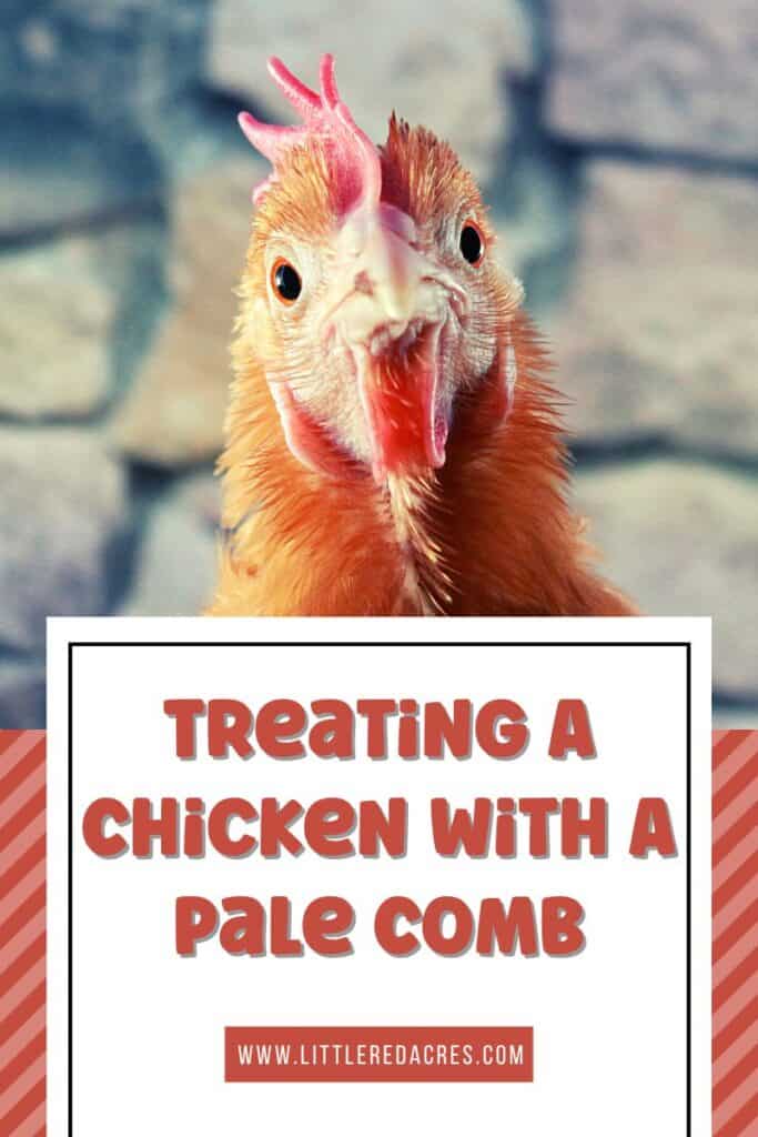 chicken with pale comb with Treating A Chicken with A Pale Comb text overlay