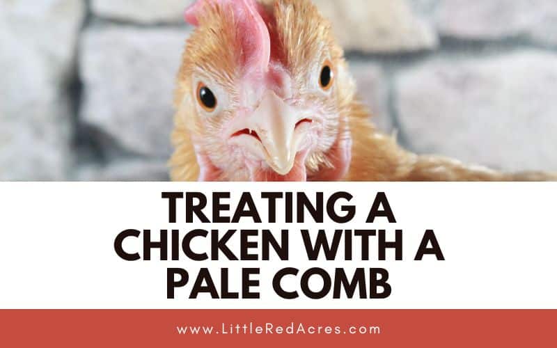 chicken with pale comb with Treating A Chicken with A Pale Comb text overlay