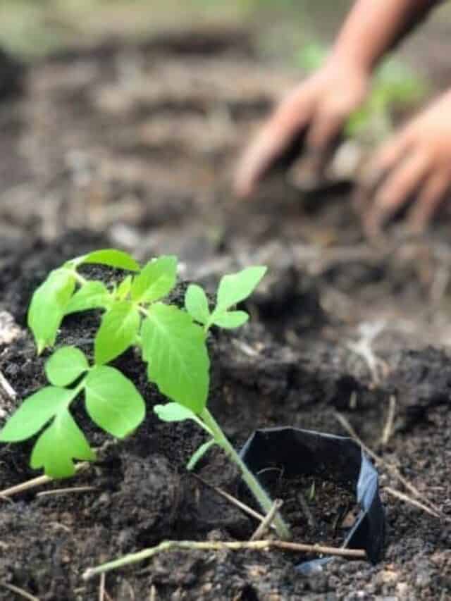 tomato seedling planted in the dirt outside