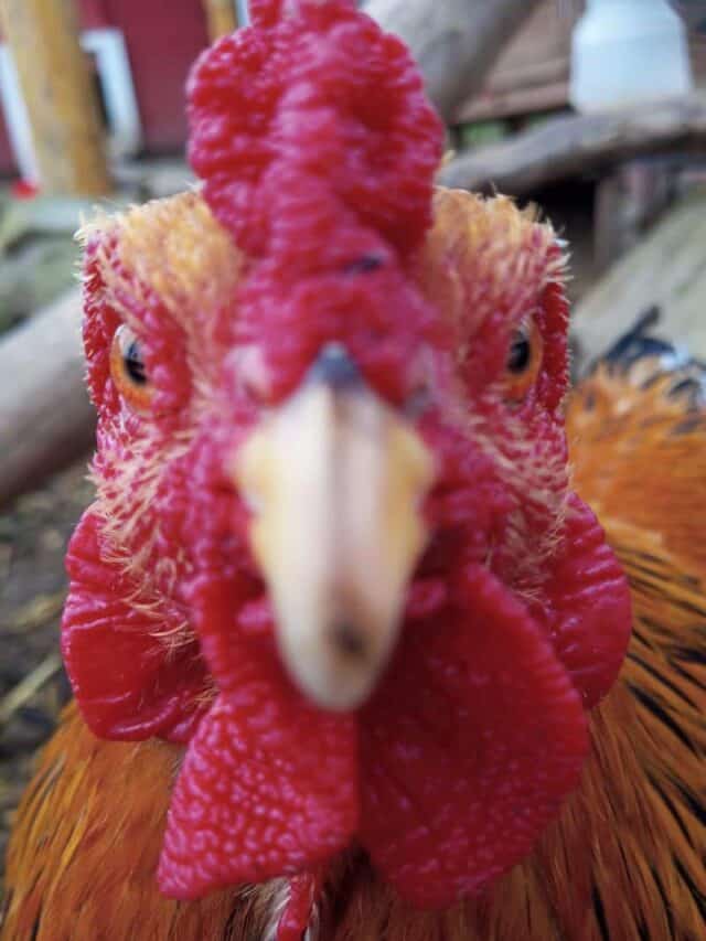 5 Reasons Why You Don’t Want a Rooster