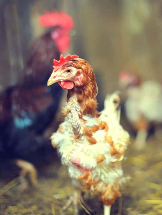 molting chicken
