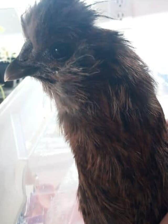 Reasons to Love Silkie Chickens