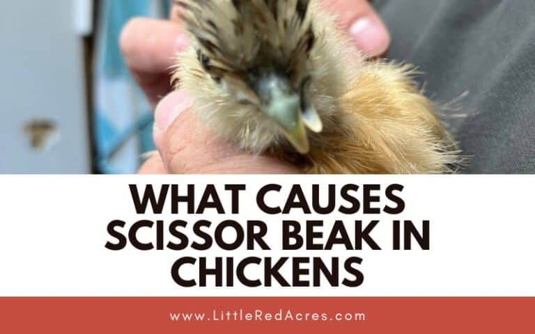 What Causes Scissor Beak in Chickens