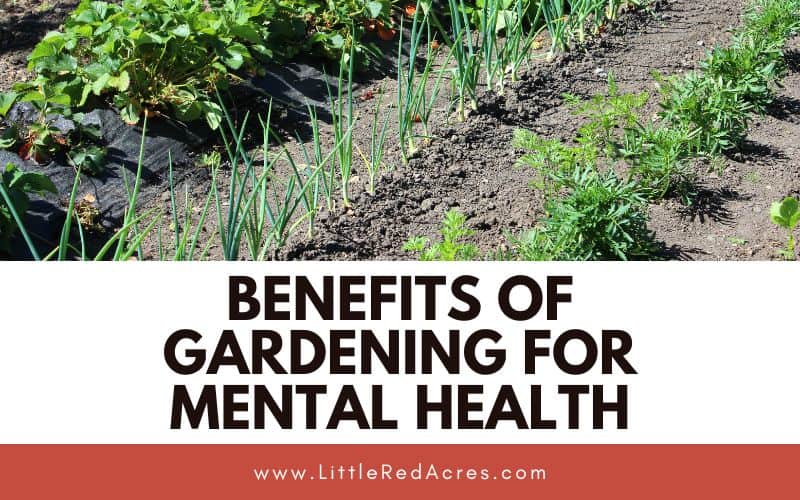 garden rows with growing plants with Benefits of Gardening for Mental Health text overlay