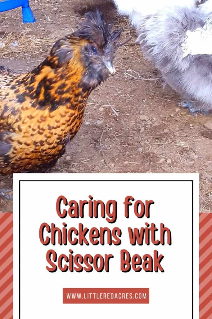 satin silkie with scissor beak with Caring for Chickens with Scissor Beak text overlay