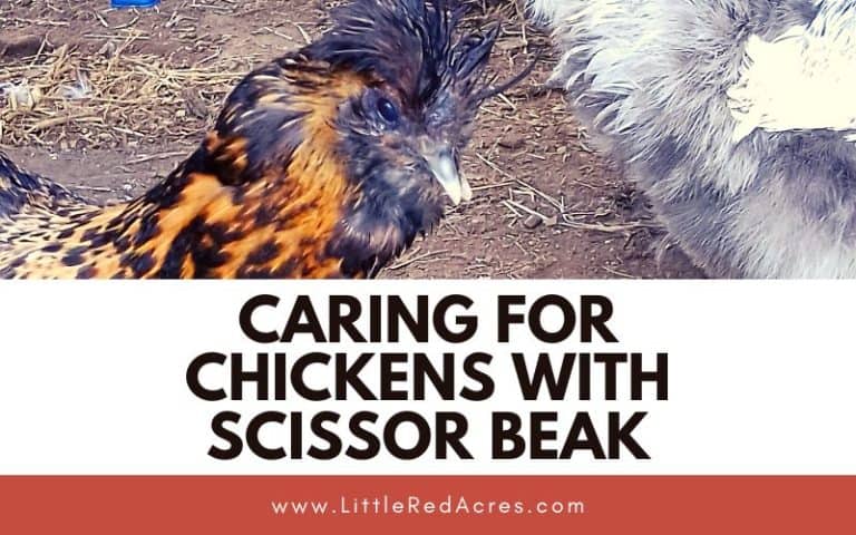 Caring for Chickens with Scissor Beak