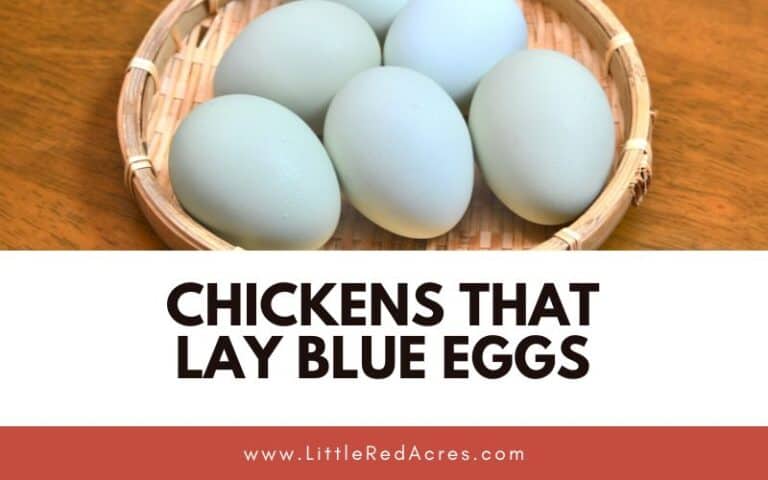Chickens that Lay Blue Eggs