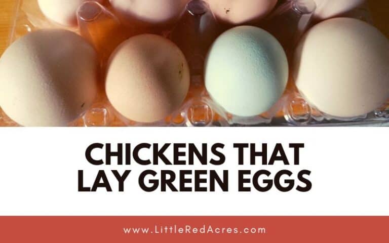 Chickens that Lay Green Eggs