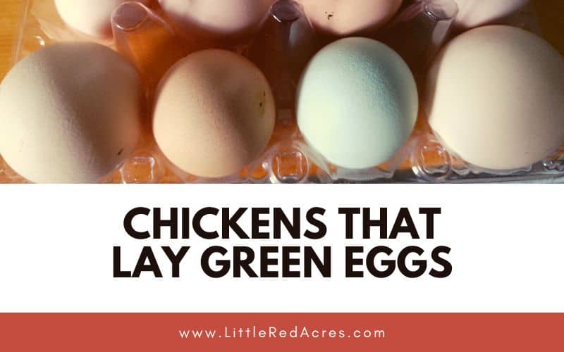 eggs in carton with text overlay Chickens that Lay Green Eggs