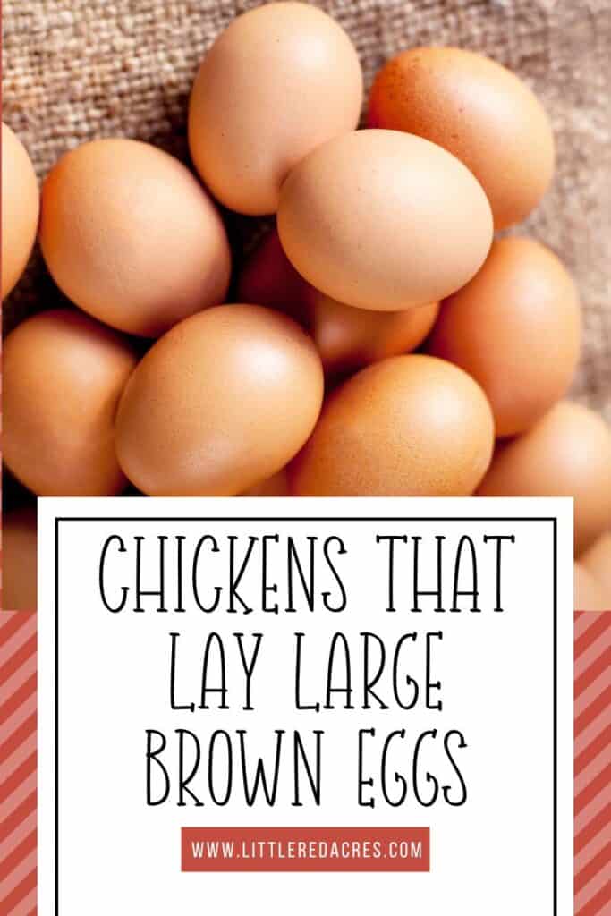 pile of brown eggs with Chickens that Lay Large Brown Eggs text overlay