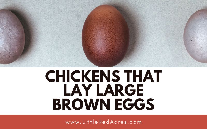 dark brown eggs with Chickens that Lay Large Brown Eggs text overlay