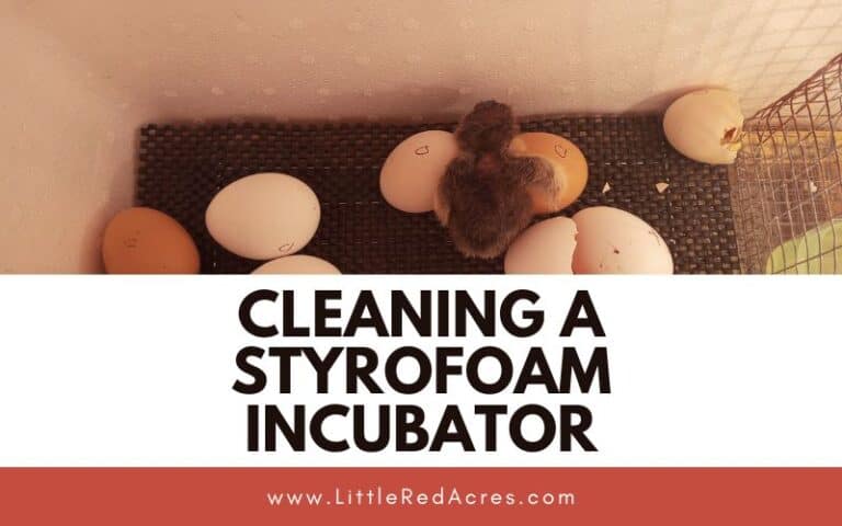 Cleaning A Styrofoam Incubator