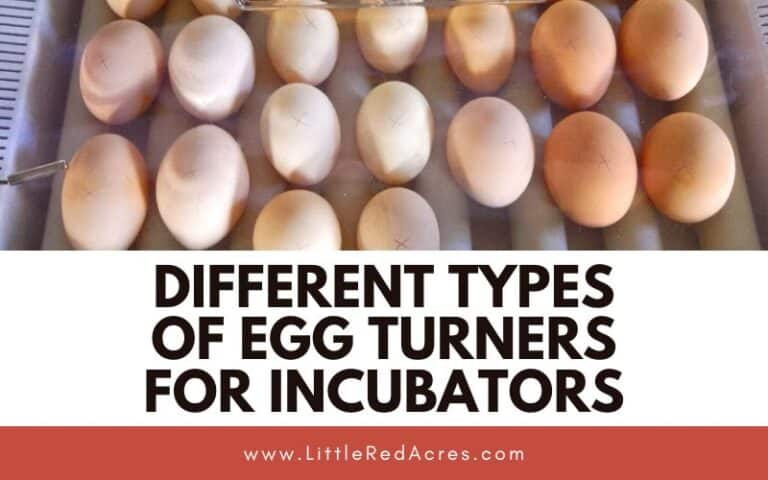 Different Types of Egg Turners for Incubators