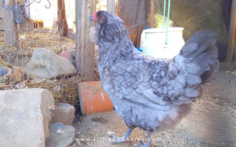 Easter egger - grey chicken that lays a green egg