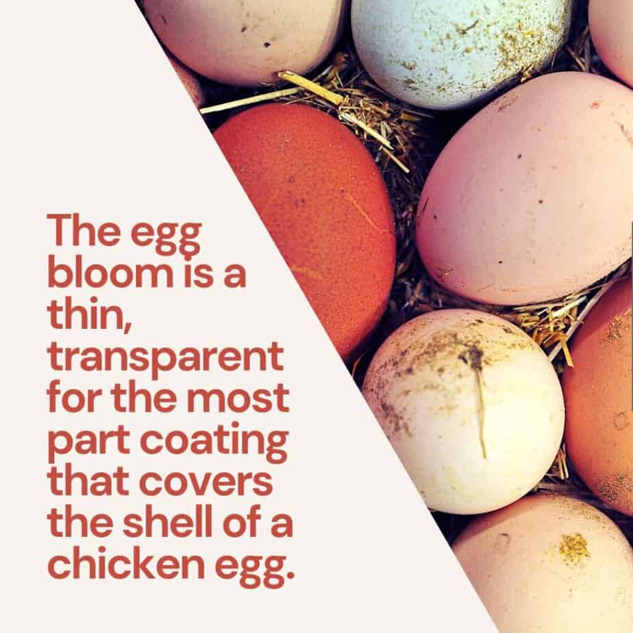 Everything You Need to Know About Chicken Egg Bloom