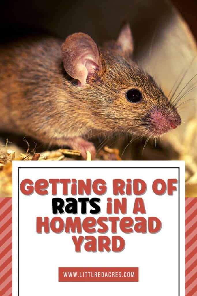 rat in yard with Getting Rid of Rats in A Homestead Yard text overlay