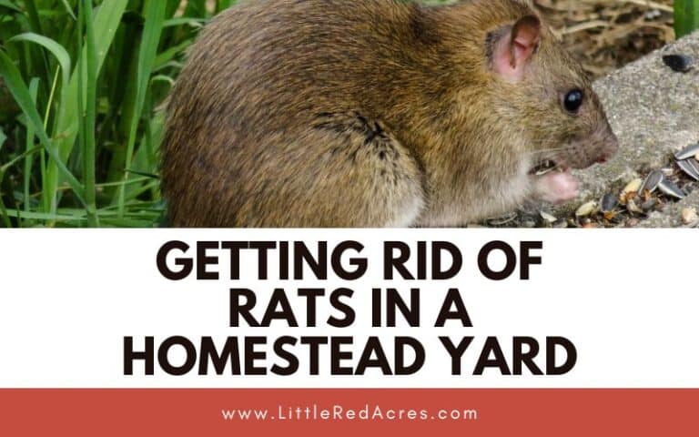 Getting Rid of Rats in A Homestead Yard