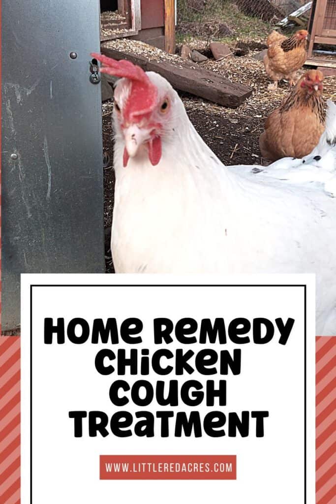 hen in chicken coop with Home Remedy Chicken Cough Treatment text overlay