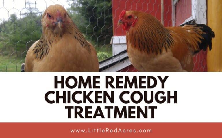 Home Remedy Chicken Cough Treatment