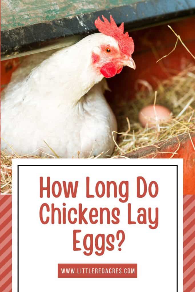 chicken in nesting box with egg beside her, How Long Do Chickens Lay Eggs text overlay