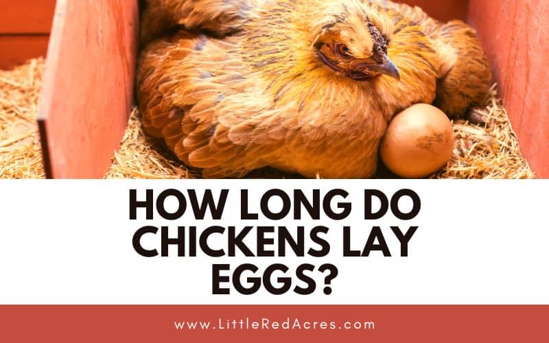 chicken in nesting box with egg beside her, How Long Do Chickens Lay Eggs text overlay