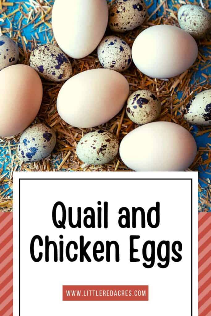 chicken eggs and quail eggs on a table top with quail and chicken eggs text overlay