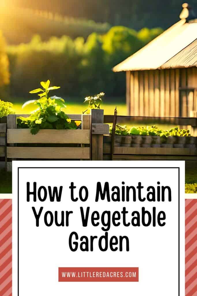 small barn in background, some pants growing along fence with How to Maintain Your Vegetable Garden text overlay