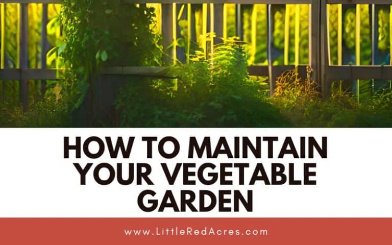 How to Maintain Your Vegetable Garden