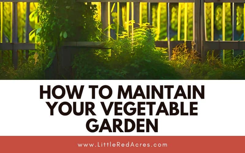plants growing along a fence with How to Maintain Your Vegetable Garden text overlay