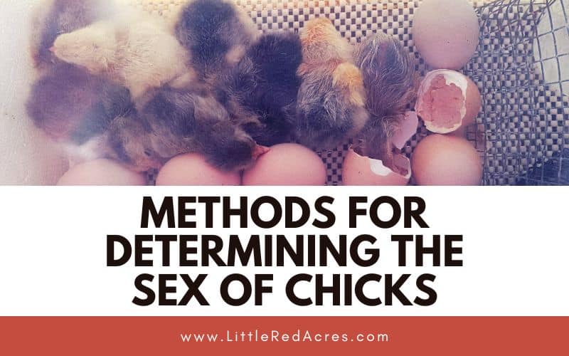 chicks in incubator with Methods for Determining the Sex of Chicks text overlay