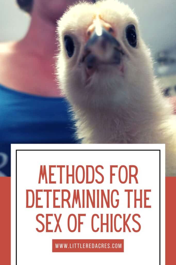 chick up close with Methods for Determining the Sex of Chicks text overlay